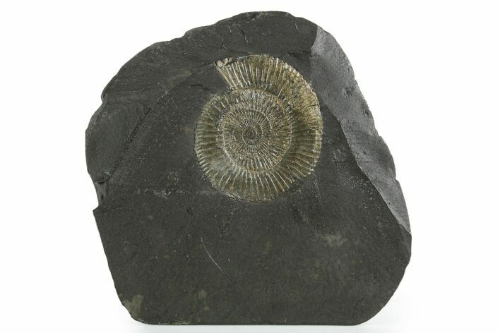 Dactylioceras Ammonite Fossil - Posidonia Shale, Germany #353519